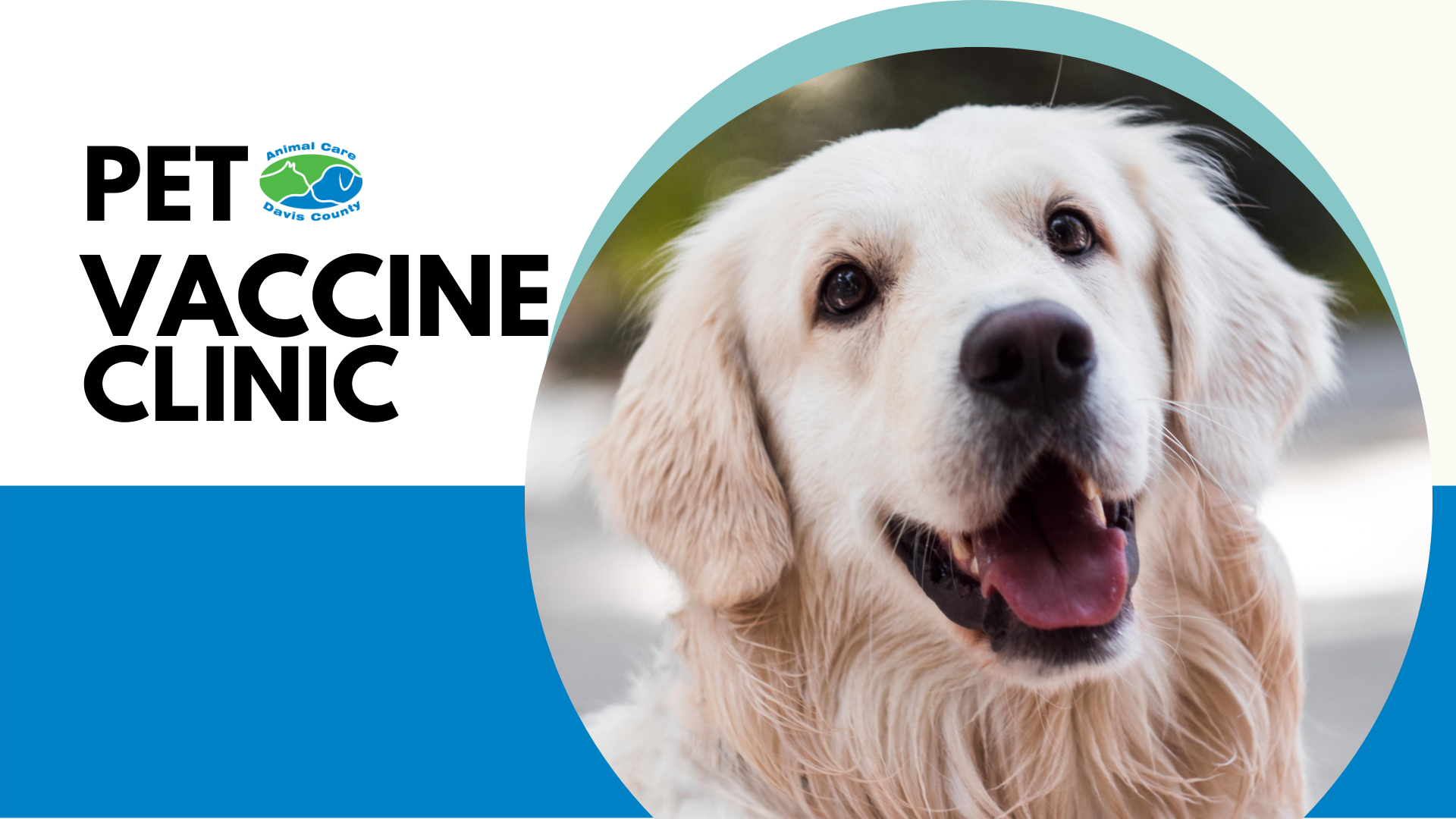 Golden retriever best sale vaccination cost